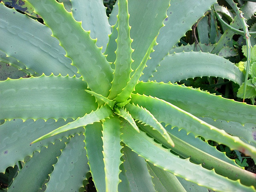 Aloe