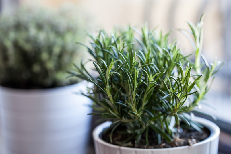 Rosemary in white pot with other white pot herb as background