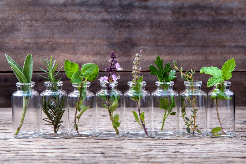 Bottle of essential oil with herbs holy basil flower, basil flower,rosemary,oregano, sage,parsley ,thyme and mint set up on old wooden background